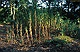 Zelfs midden in het bos van het Renkums Beekdal vedrogen en verbranden planten door (oa)de extreme warmte en zonneschijn 2